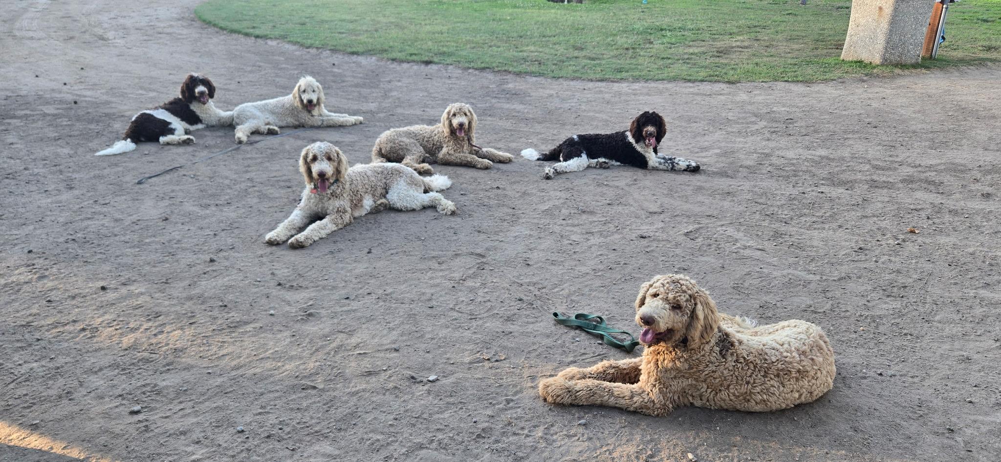 Labradoodles, a Adoptable Labradoodle in Manteca, CA image 1/4