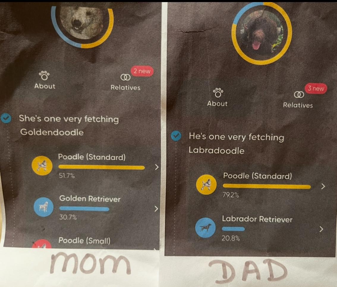 Labradoodles, a Adoptable Labradoodle in Manteca, CA image 4/4