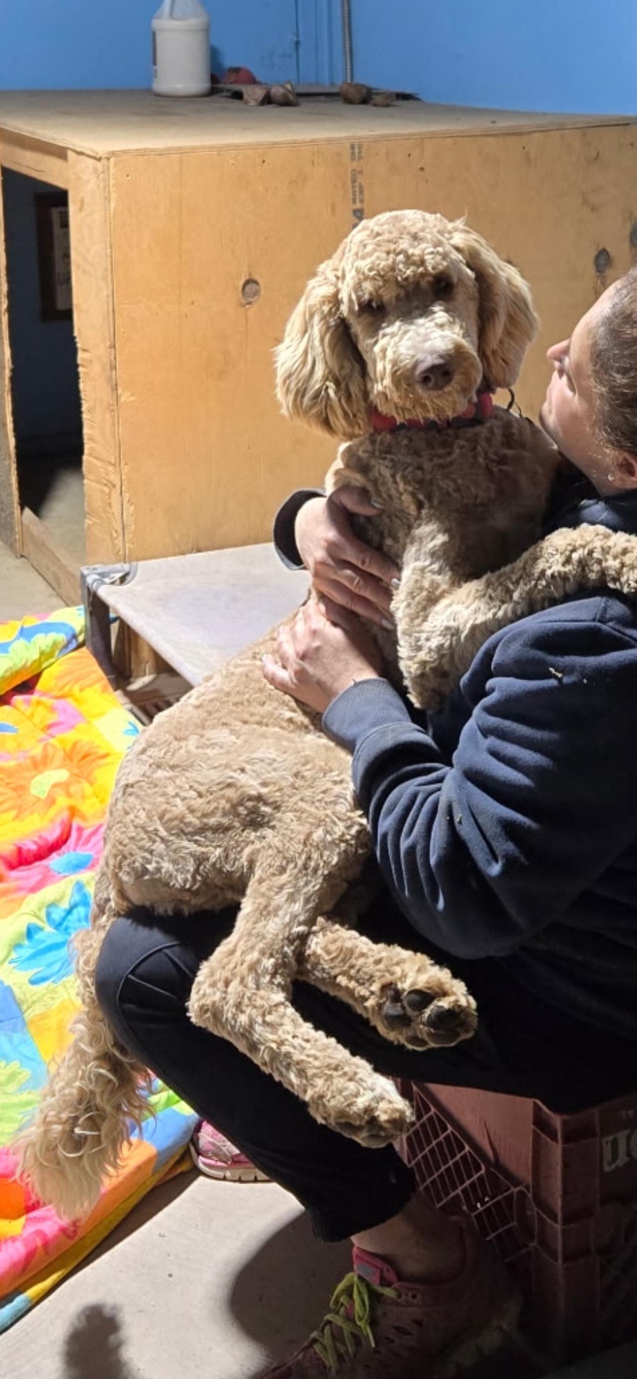 Labradoodles, an adoptable Labradoodle in Manteca, CA, 95337 | Photo Image 2