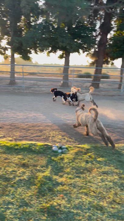 Enlarge Labradoodles, a Adoptable Labradoodle in Manteca, CA video 2/4