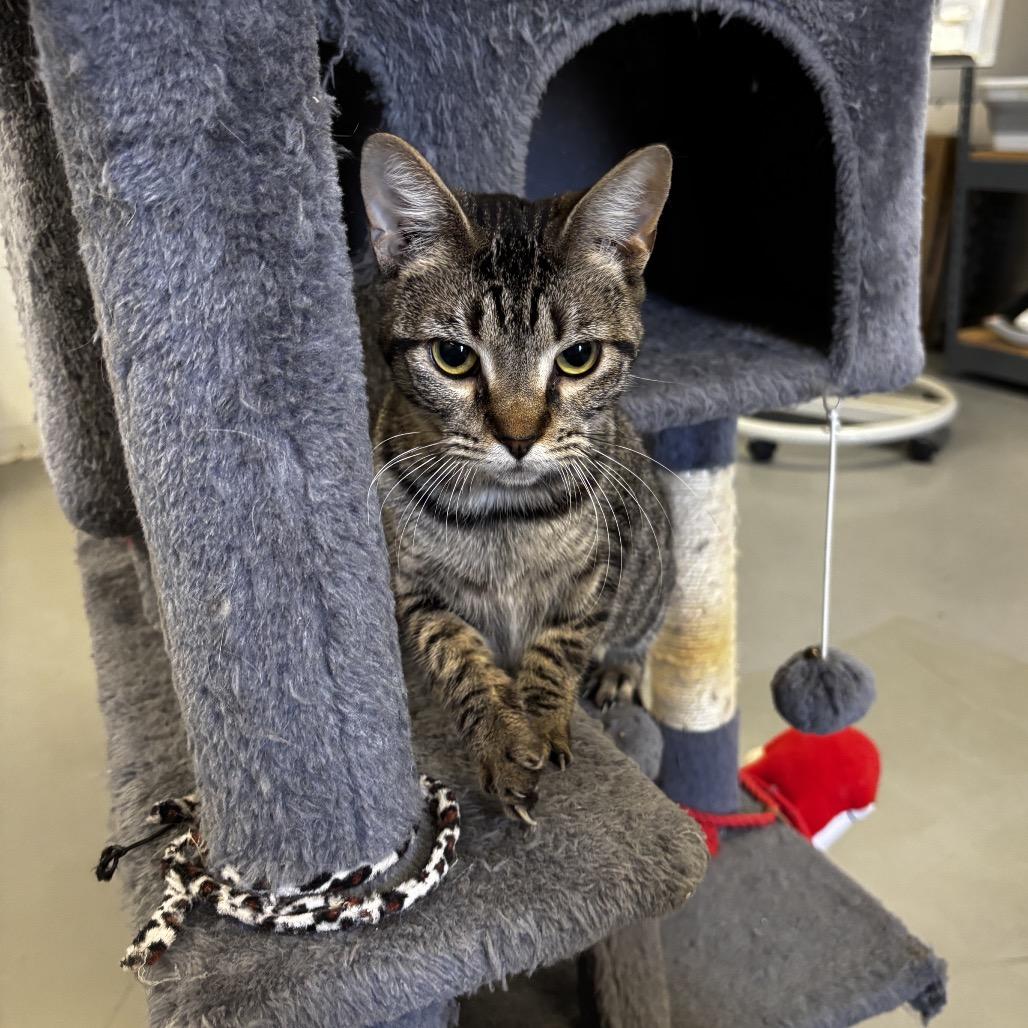 Sassy, Adoptable, Young Female Domestic Short Hair.