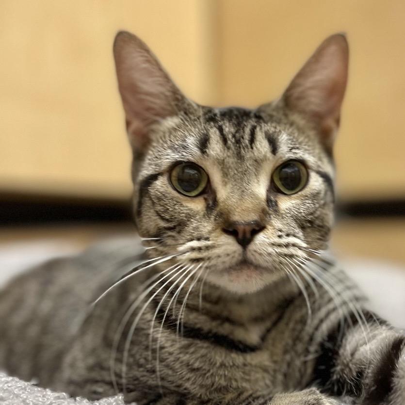 Enlarge Sassy, a Adoptable Domestic Short Hair in Houston, TX image 3/3