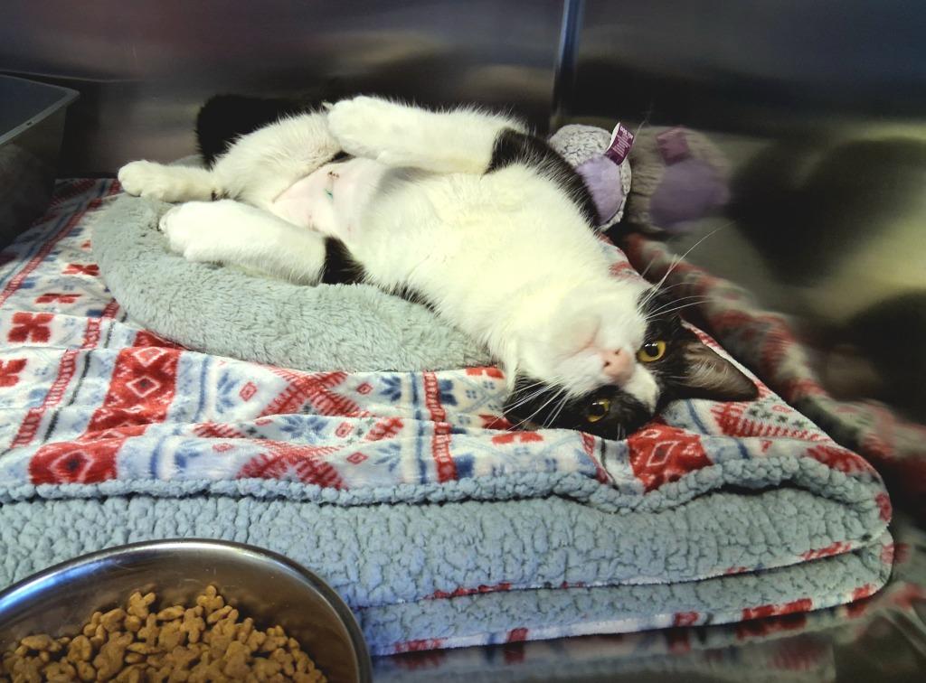 FRANKY, Adopted, Young Female Domestic Short Hair.