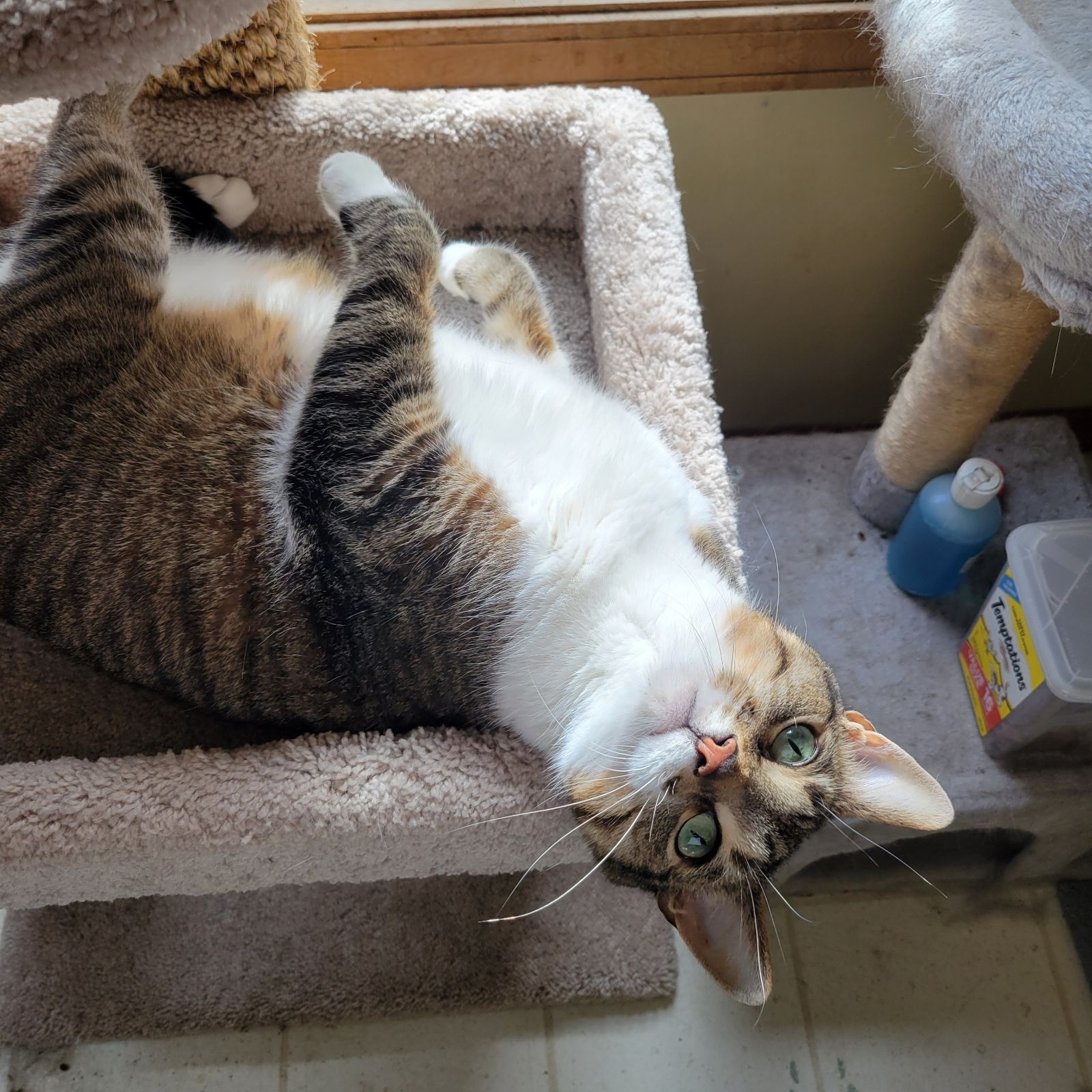 Enlarge Trixie, a Adoptable Domestic Short Hair in Rockford, MI image 1/6