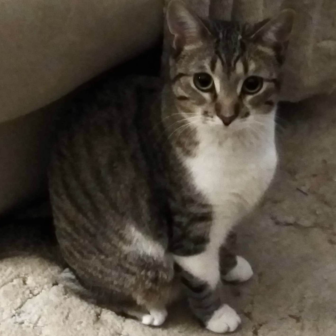 Enlarge Trixie, a Adoptable Domestic Short Hair in Rockford, MI image 6/6