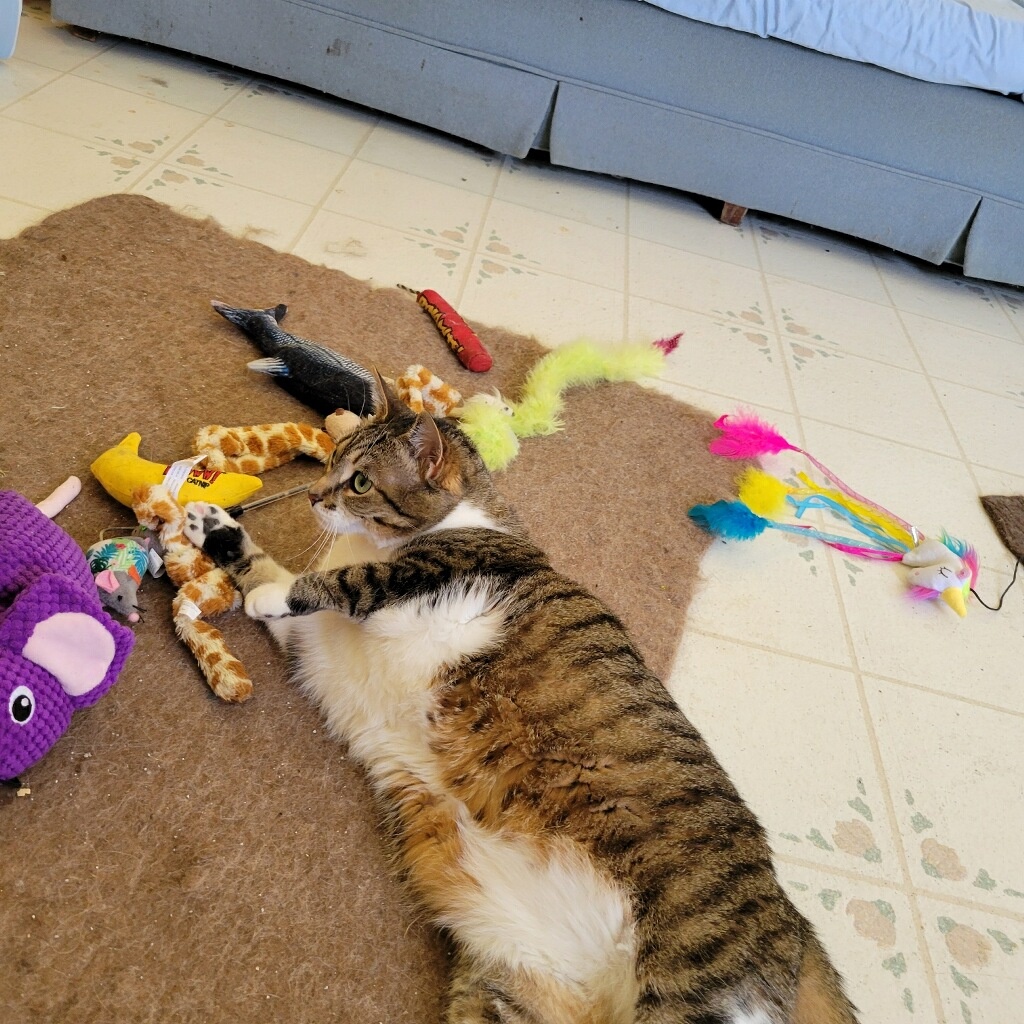 Enlarge Trixie, a Adoptable Domestic Short Hair in Rockford, MI image 3/6