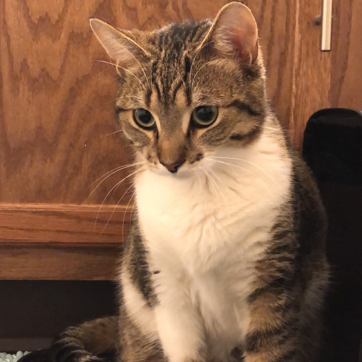 Enlarge Trixie, a Adoptable Domestic Short Hair in Rockford, MI image 2/6