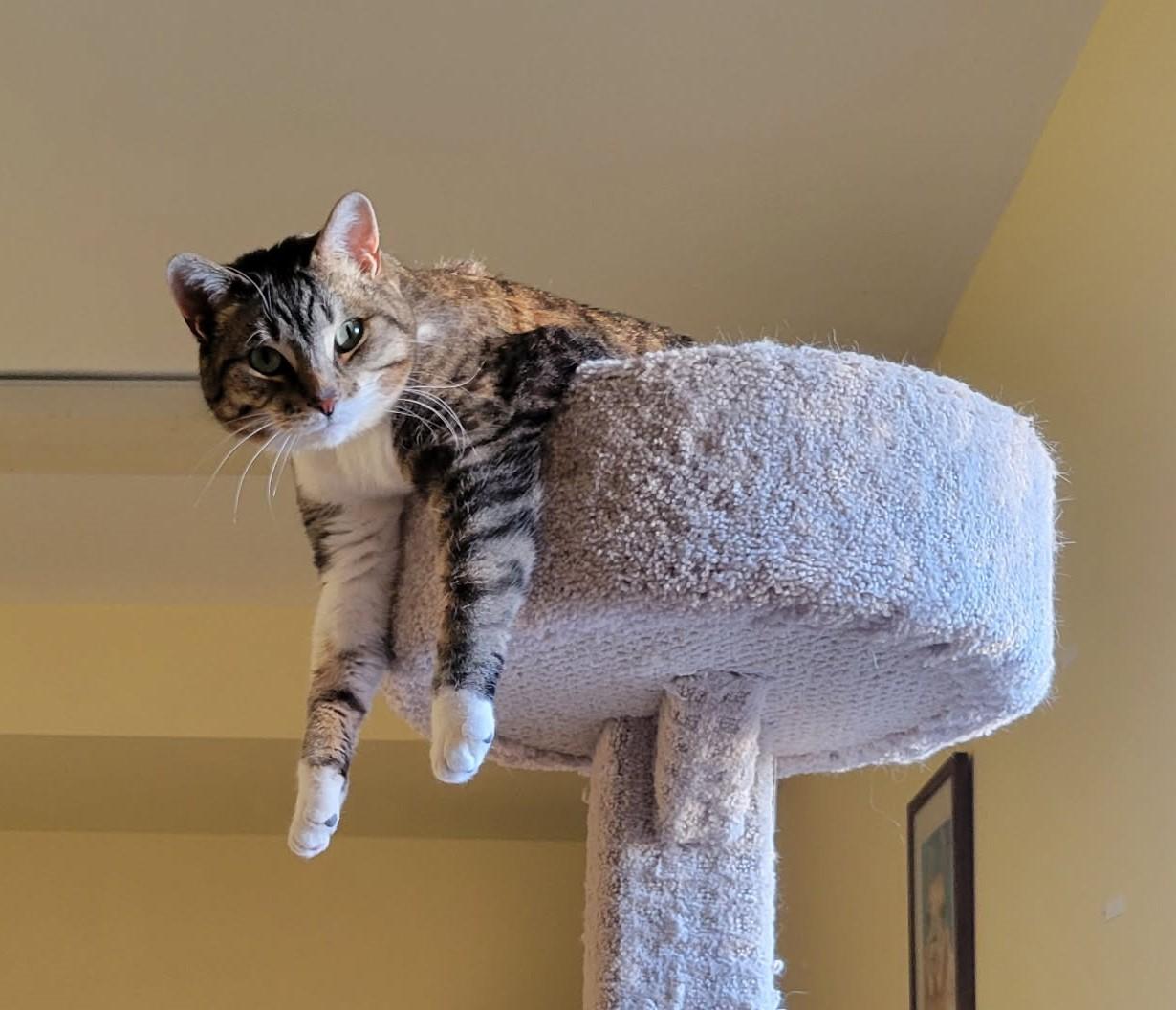 Enlarge Trixie, a Adoptable Domestic Short Hair in Rockford, MI image 5/6