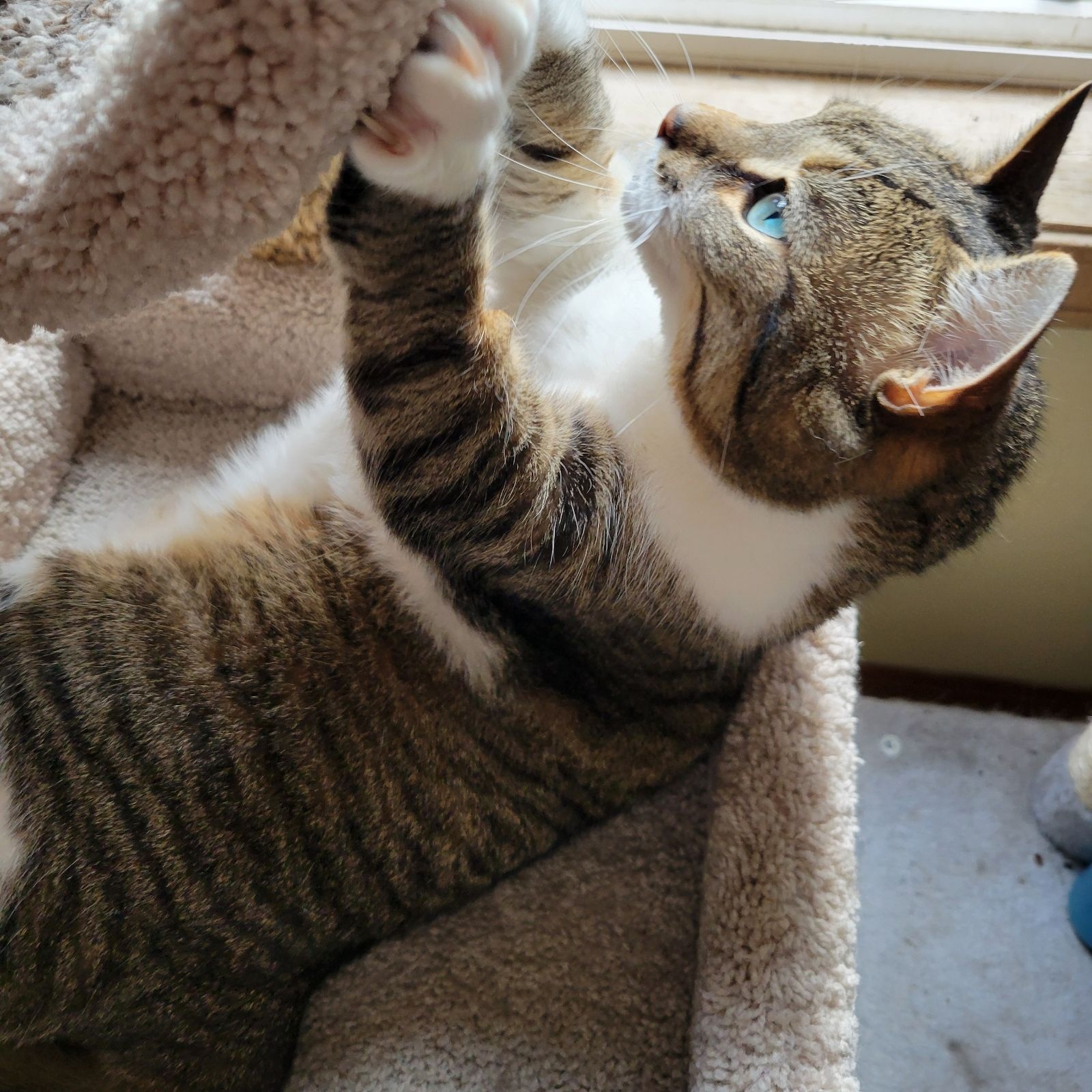 Enlarge Trixie, a Adoptable Domestic Short Hair in Rockford, MI image 4/6