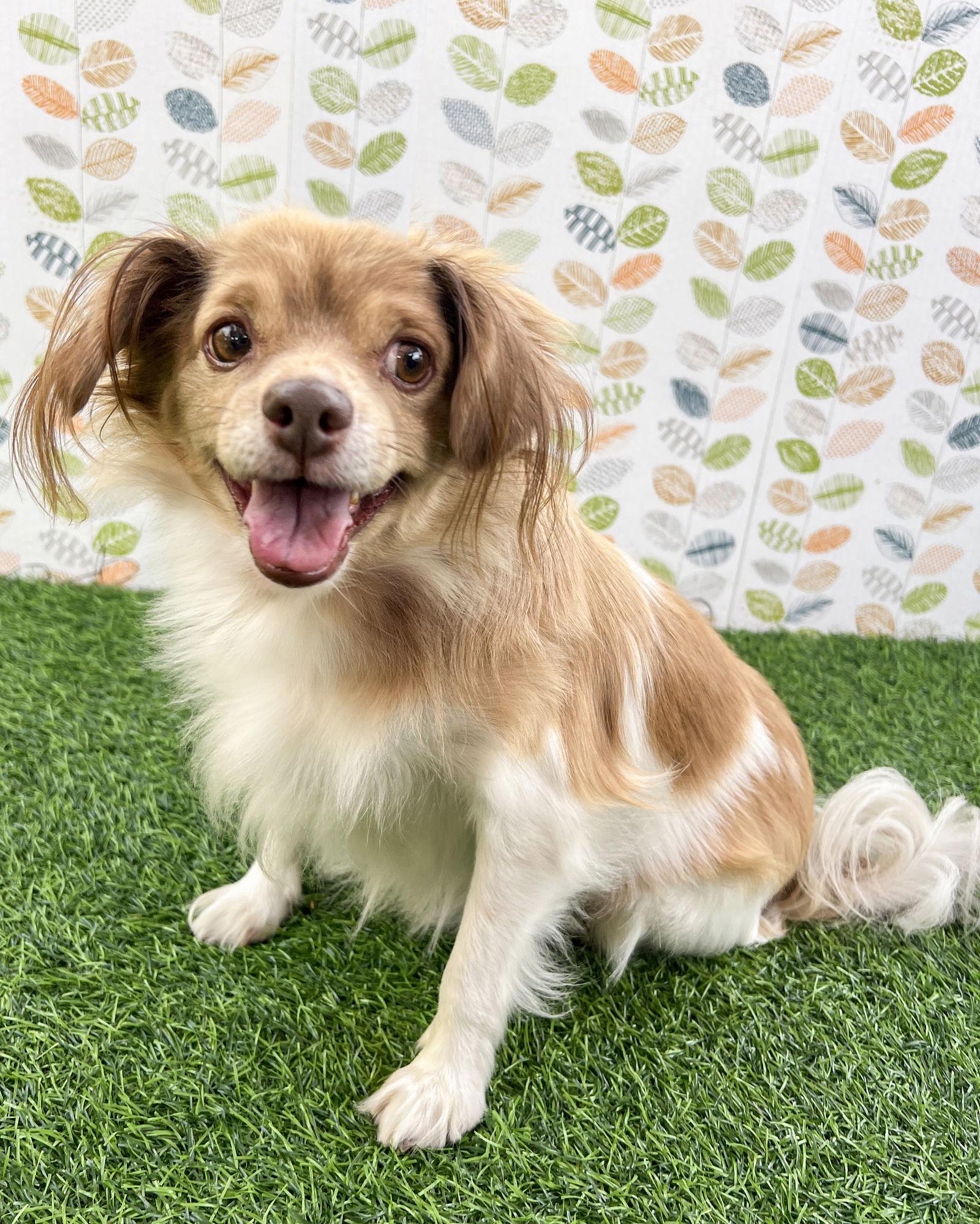 Enlarge Cocoa Bean, a Adoptable Papillon in Corona, CA image 1/3