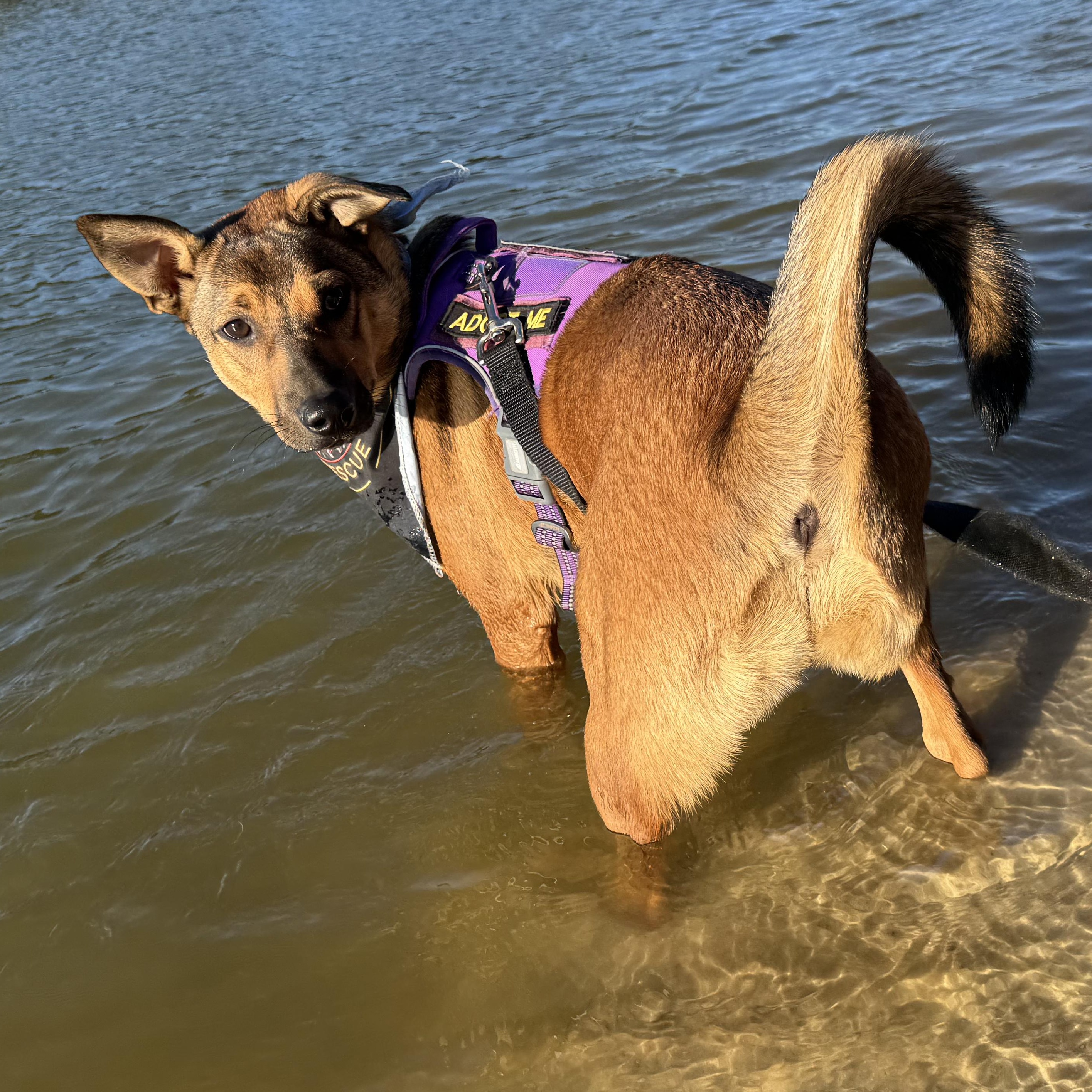 Enlarge Foxy, a Adoptable mixed breed in Ragland, AL image 5/6