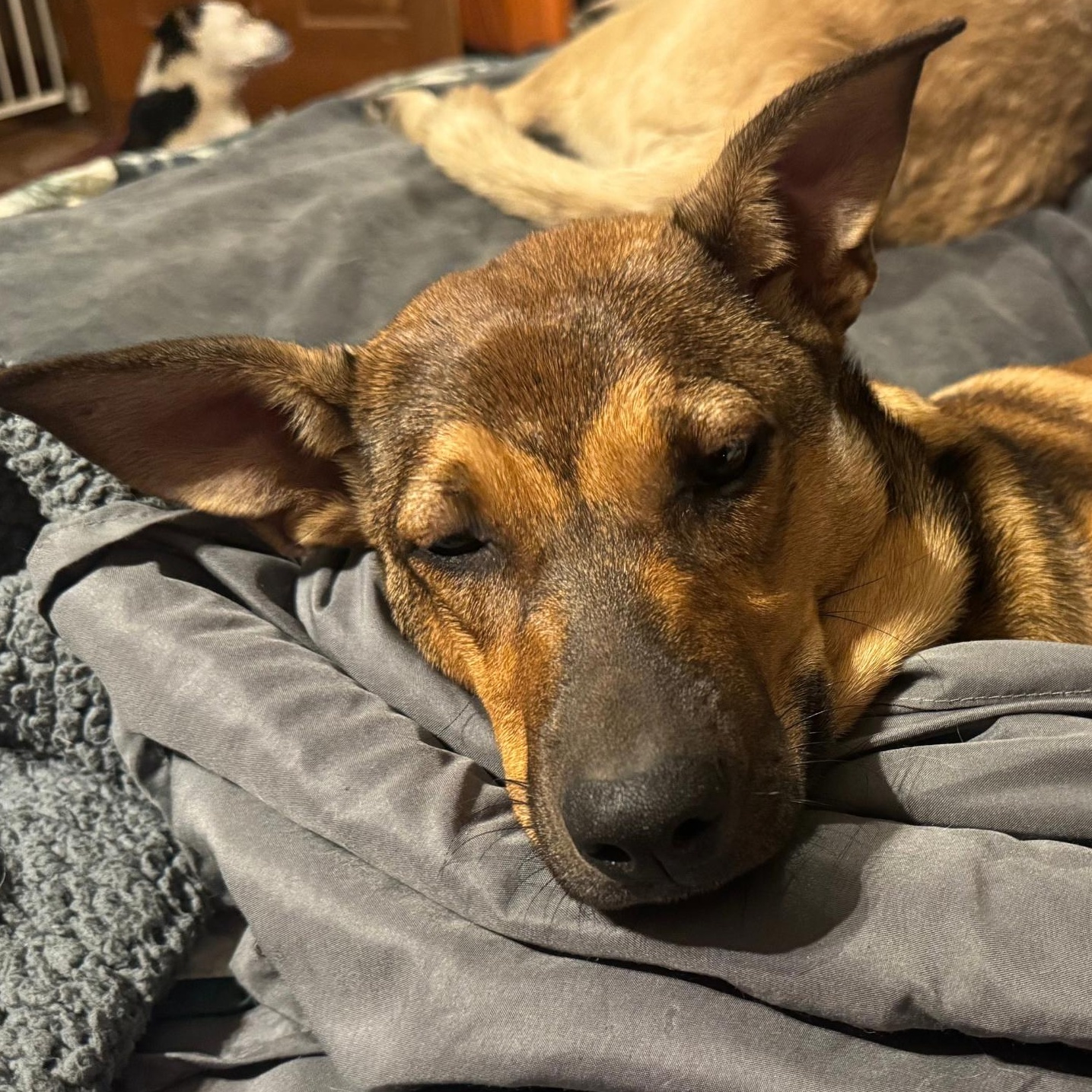 Foxy, Adoptable, Young Female Australian Cattle Dog / Blue Heeler & Australian Shepherd.
