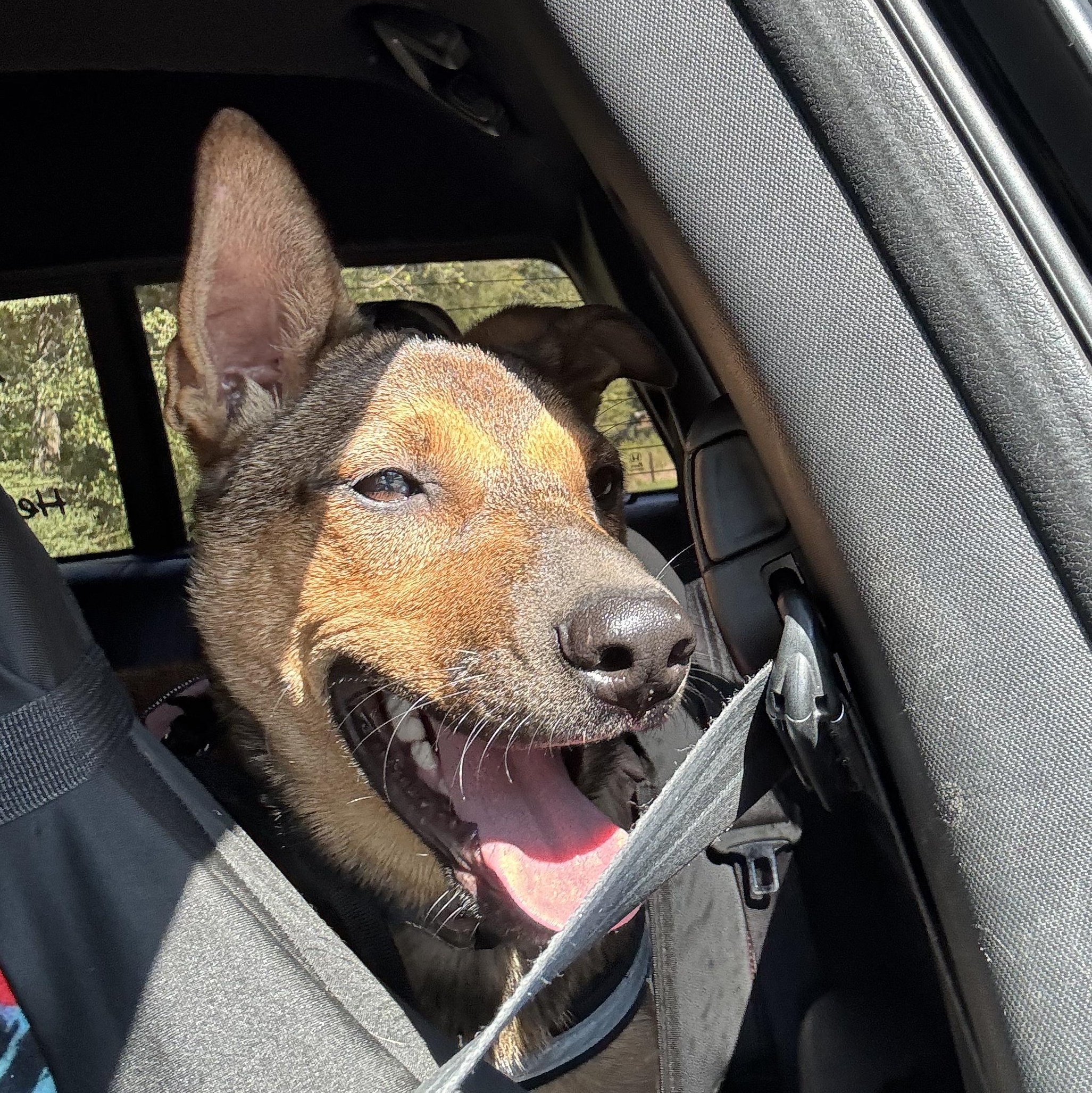 Enlarge Foxy, a Adoptable mixed breed in Ragland, AL image 6/6