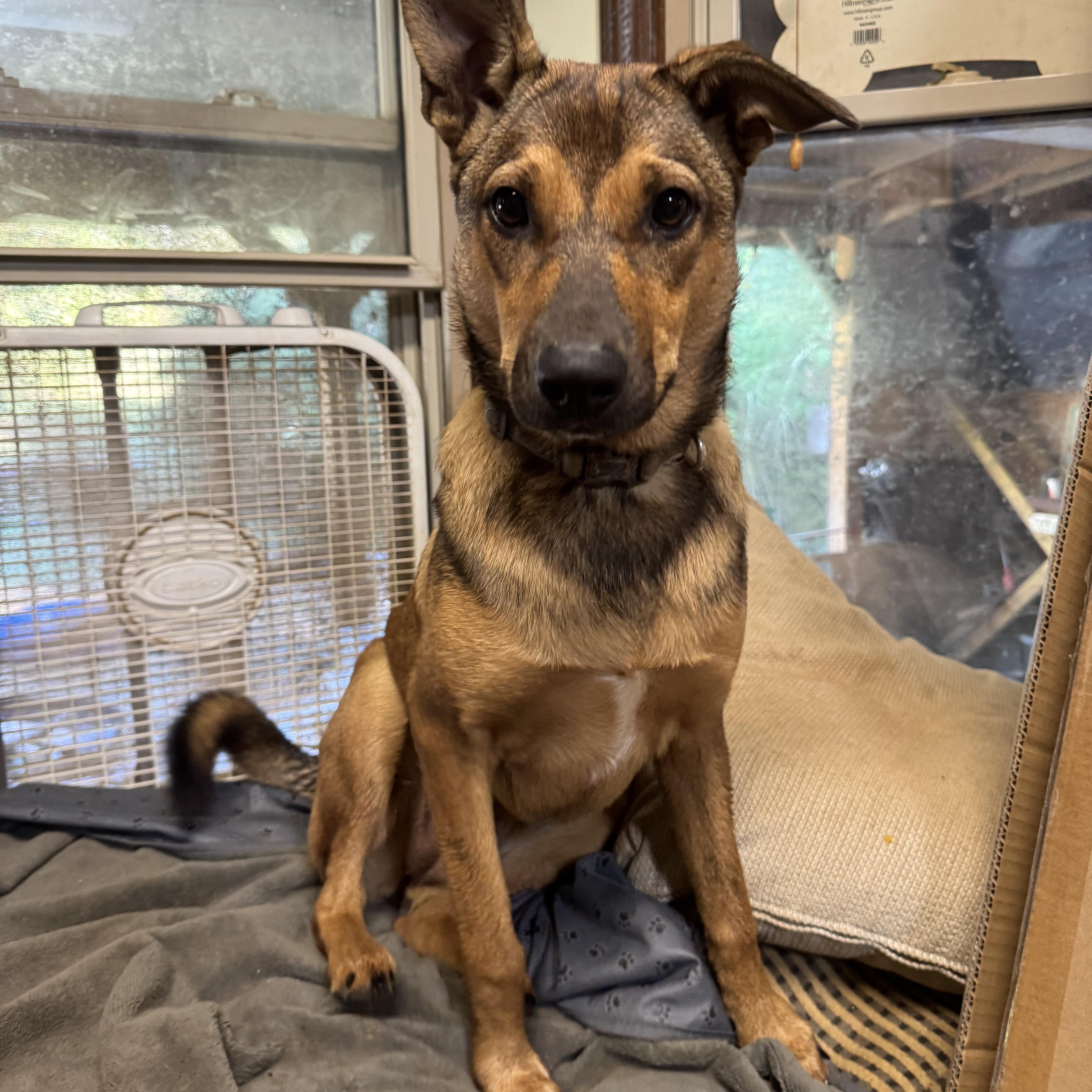 Enlarge Foxy, a Adoptable mixed breed in Ragland, AL image 4/6
