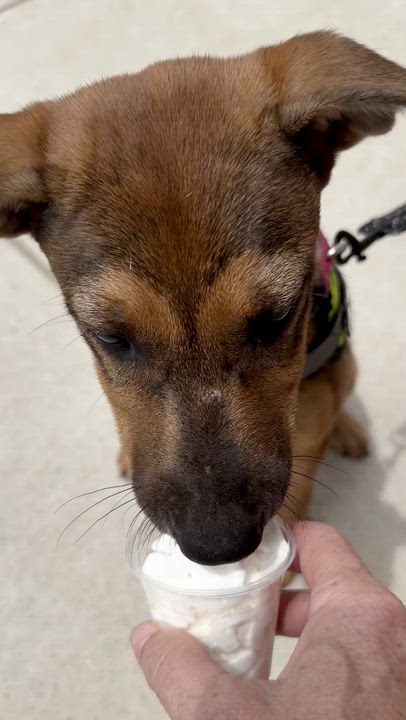 Enlarge Foxy, a Adoptable mixed breed in Ragland, AL video 2/6