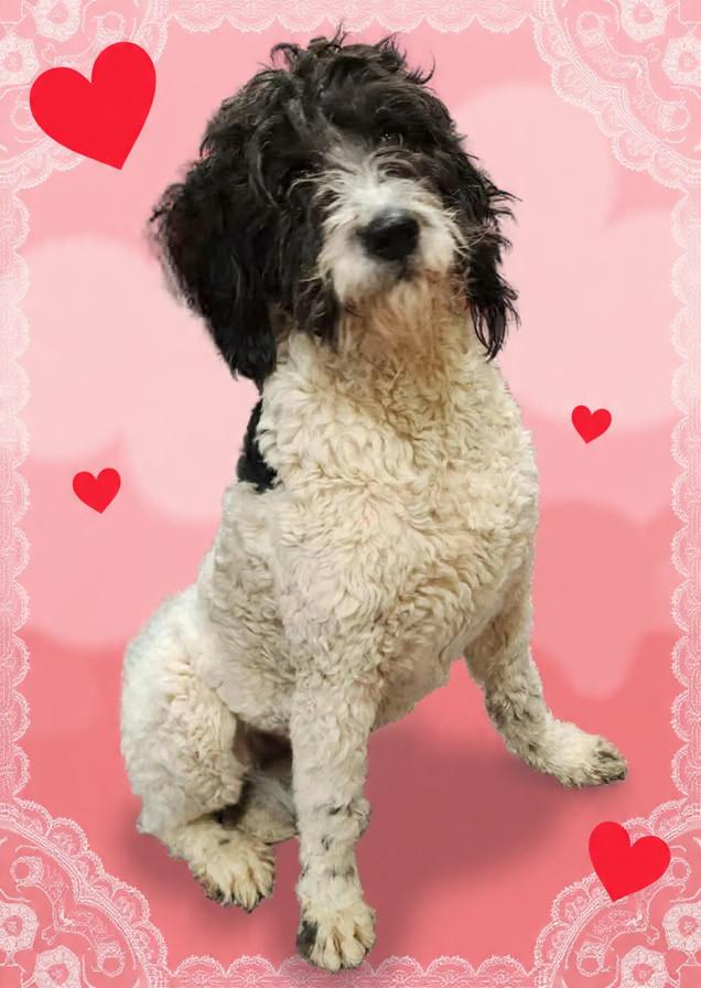 Ursela , ADOPTABLE, Adult Female Bernadoodle.
