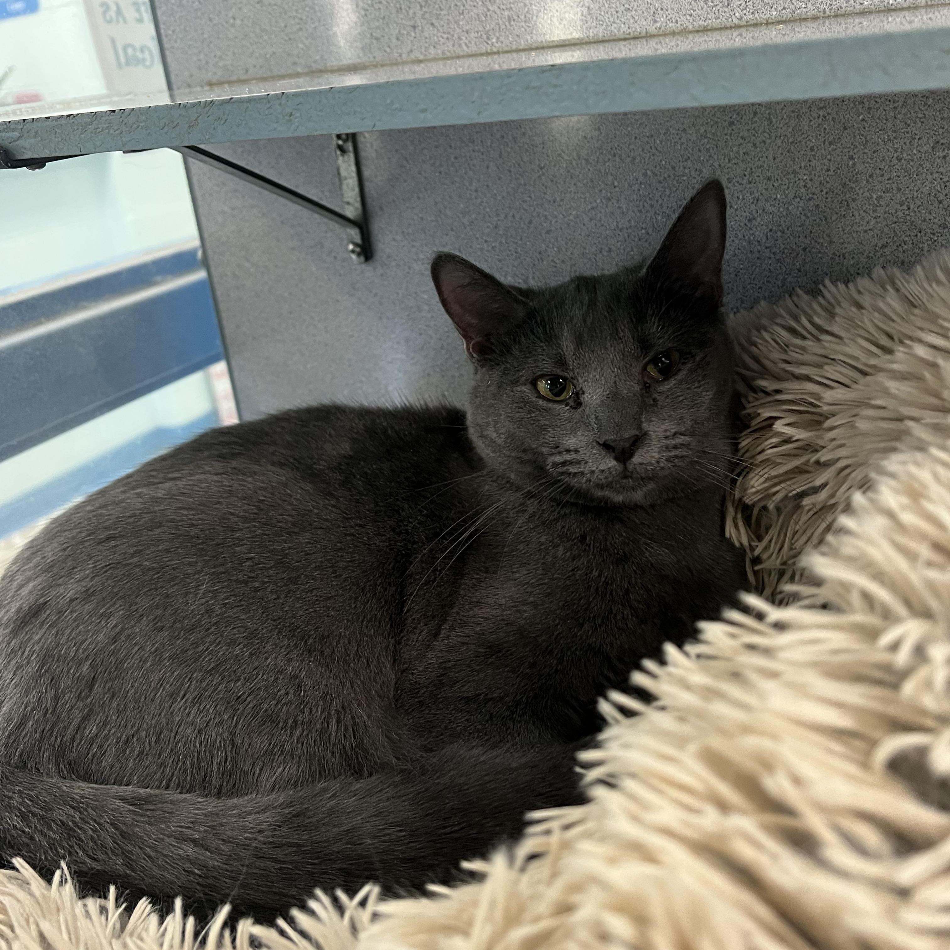 Cynna *Adoption fee sponsored*, Adoptable, Young Female Domestic Short Hair.