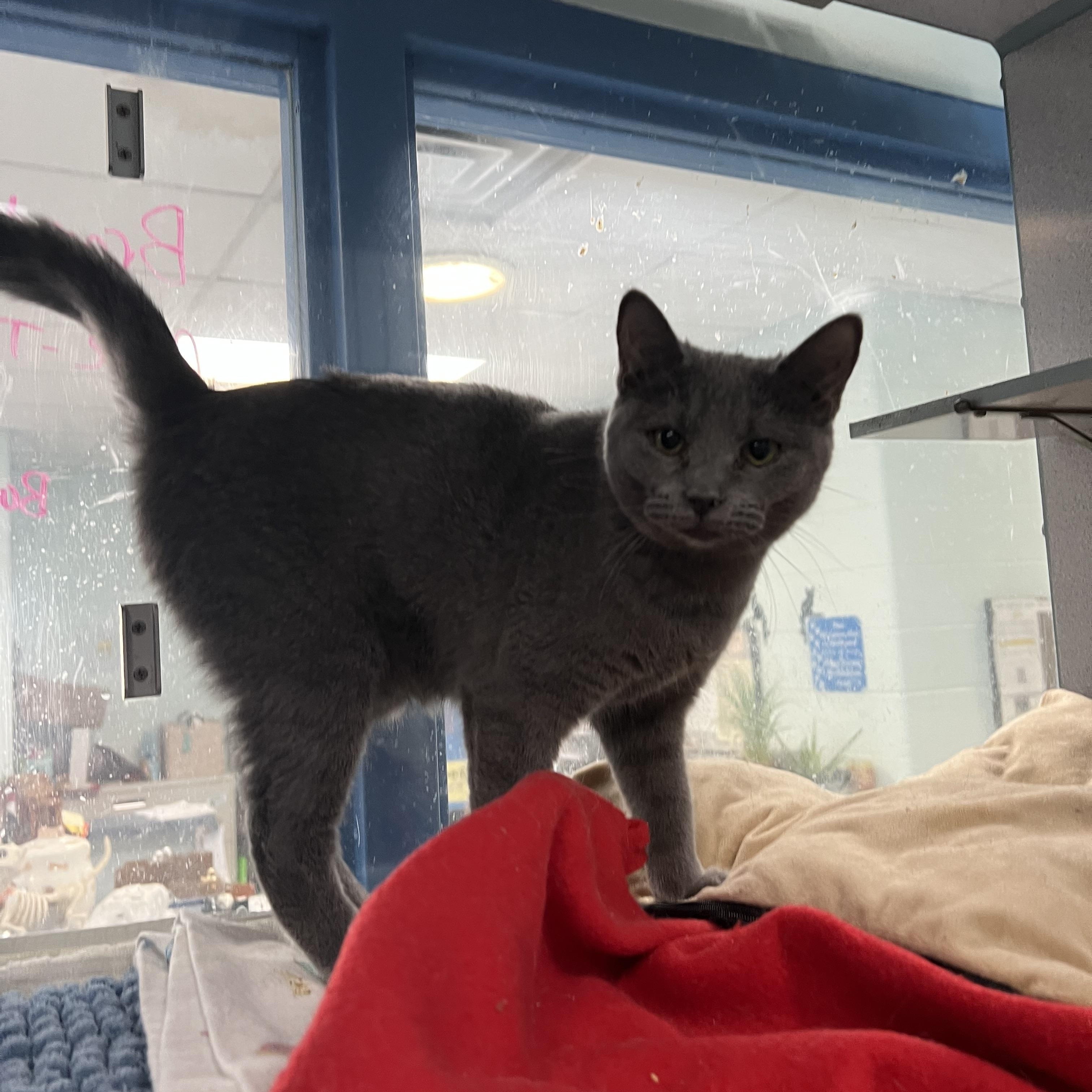 Enlarge Cynna, a Adoptable Domestic Short Hair in Berryville, VA image 1/1