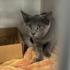 Enlarge Cynna, a Adoptable Domestic Short Hair in Berryville, VA image 1/1