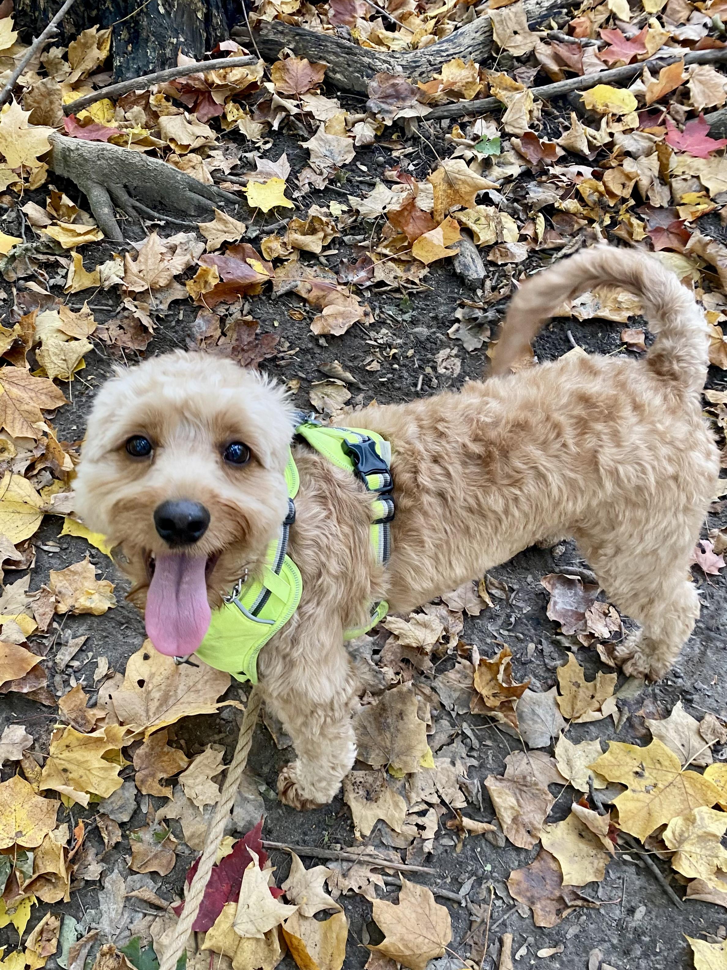 Enlarge Max, a Adoptable mixed breed in Ilderton, ON image 2/5