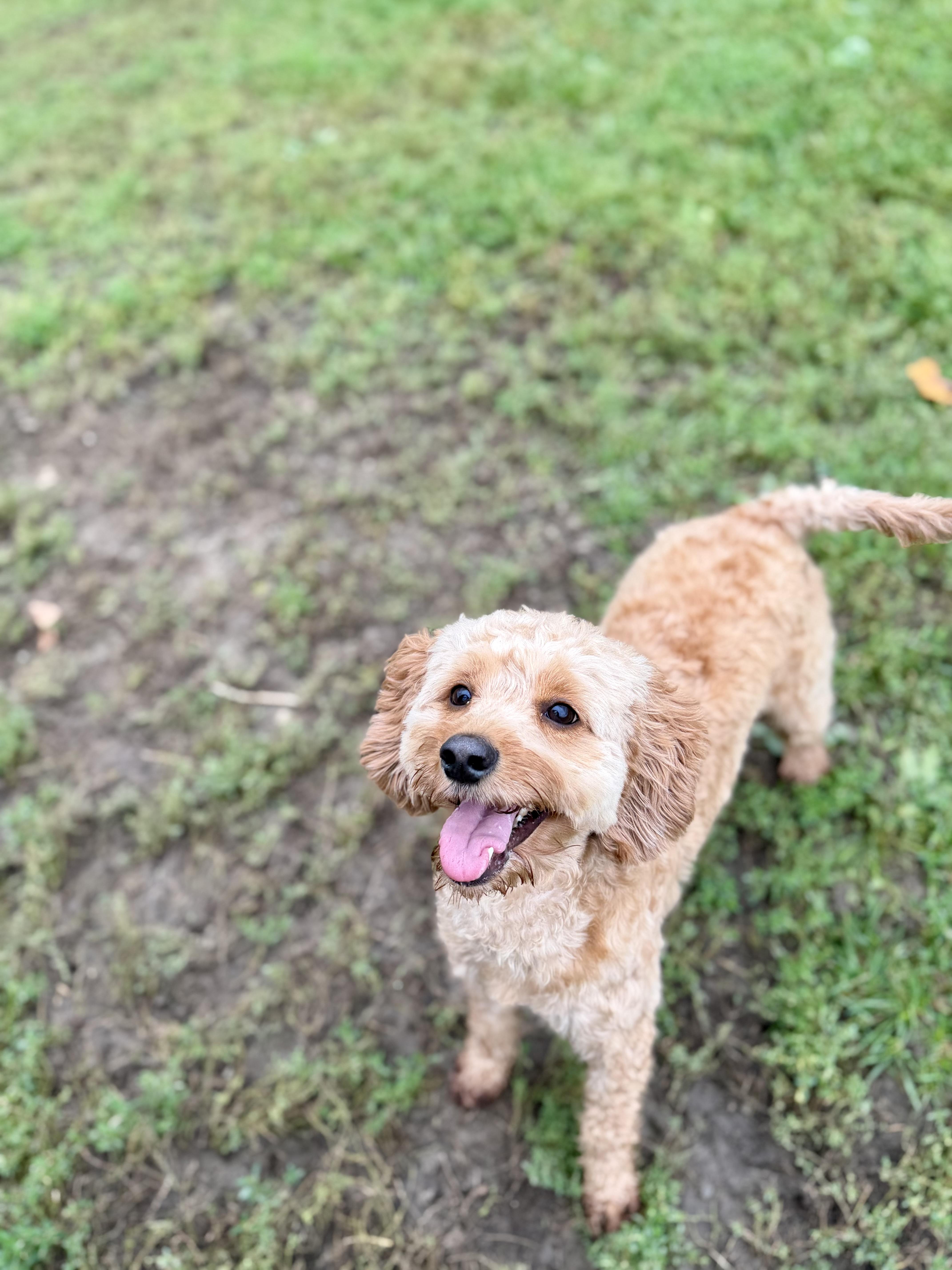 Enlarge Max, a Adoptable mixed breed in Ilderton, ON image 3/5