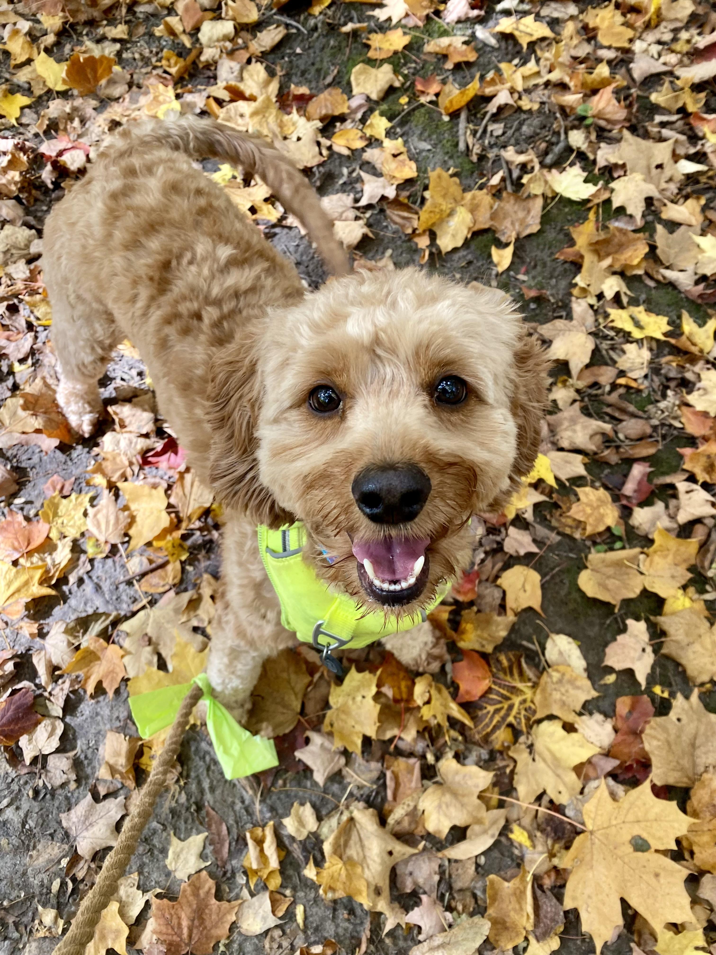 Enlarge Max, a Adoptable mixed breed in Ilderton, ON image 1/5