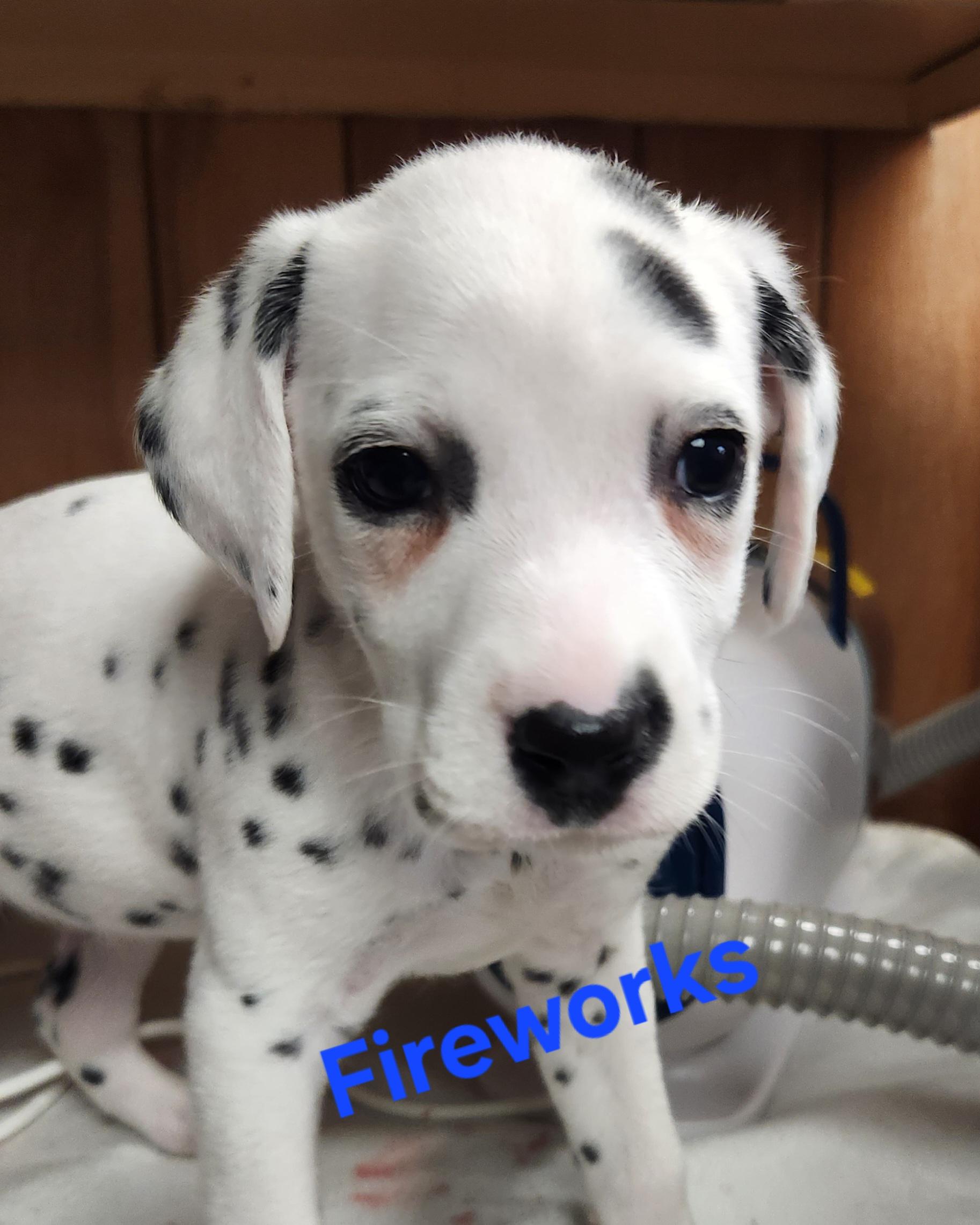 Fireworks, an adopted Dalmatian in North Augusta, SC image 1/2