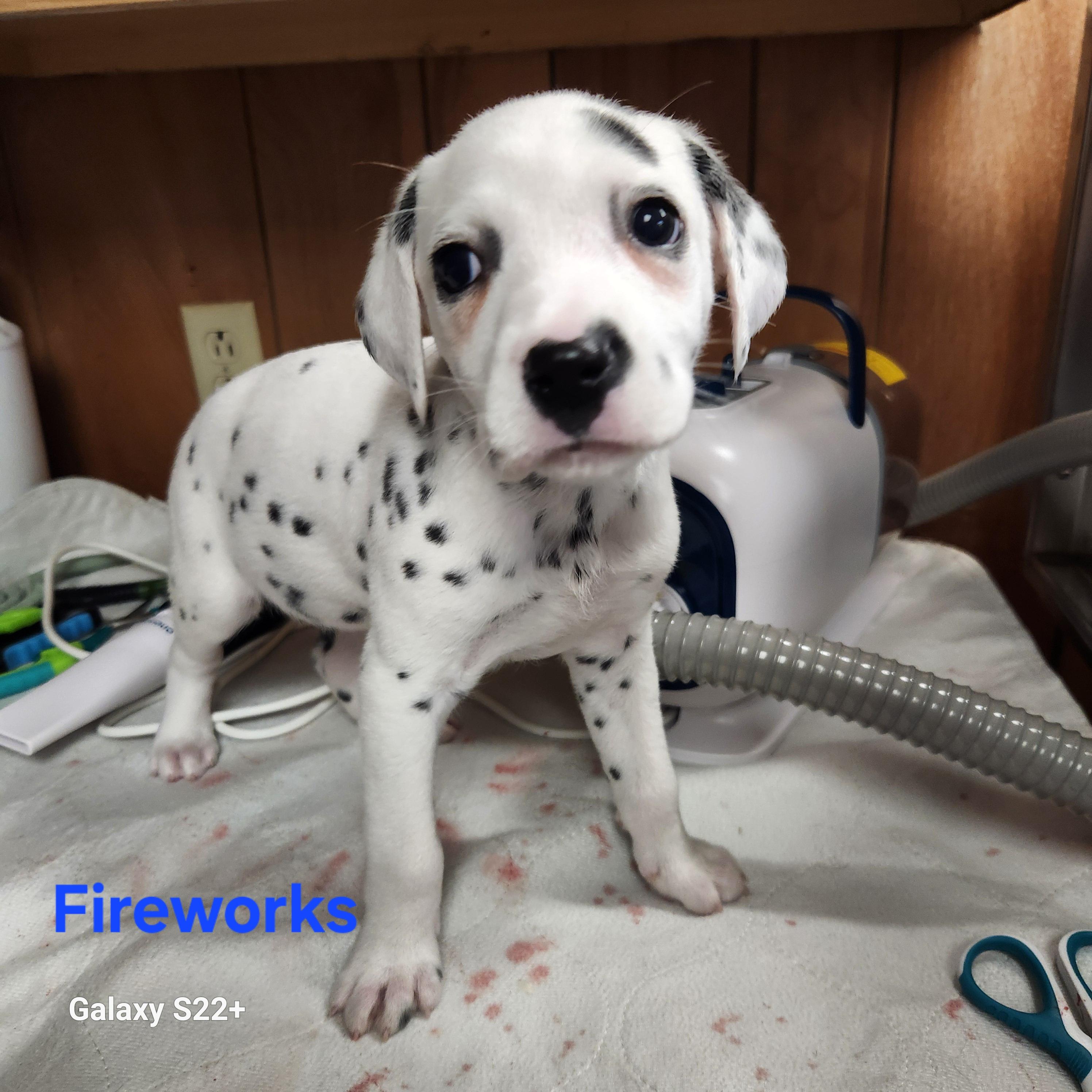 Fireworks, an adopted Dalmatian in North Augusta, SC image 2/2