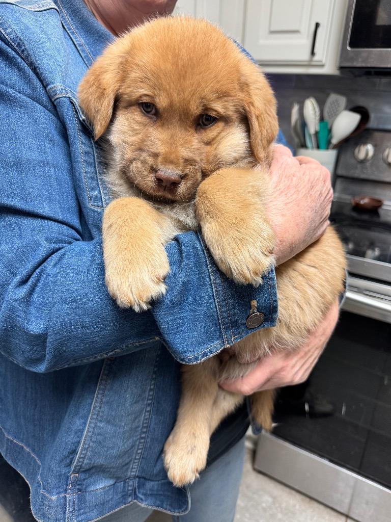 Flinn nka Murphy, Adopted, Puppy Male Mixed Breed.