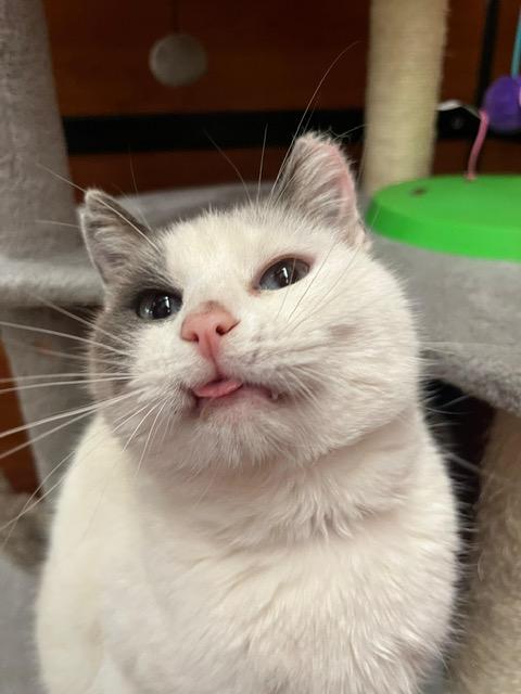 Misty, ADOPTABLE, Adult Female Domestic Short Hair.