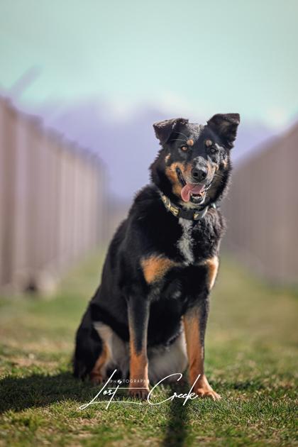 Rajah, Adoptable, Adult Female German Shepherd Dog & Mixed Breed.