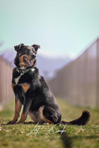 Enlarge Rajah, a Adoptable mixed breed in Kalispell, MT image 2/3