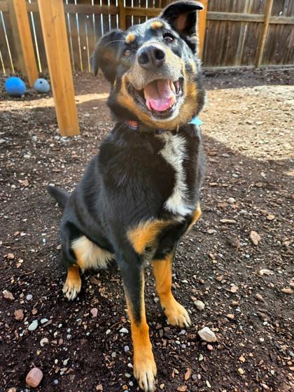 Rajah, Adoptable, Adult Female German Shepherd Dog & Mixed Breed.