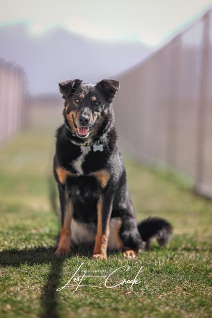 Enlarge Rajah, a Adoptable mixed breed in Kalispell, MT image 3/3