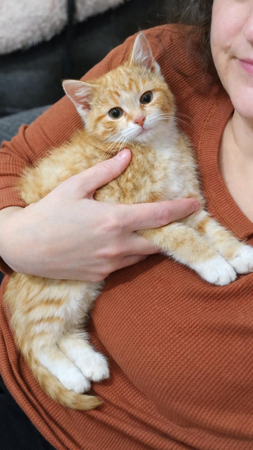 Enlarge Katrina, a Adoptable Tabby in Quincy , OH image 1/1