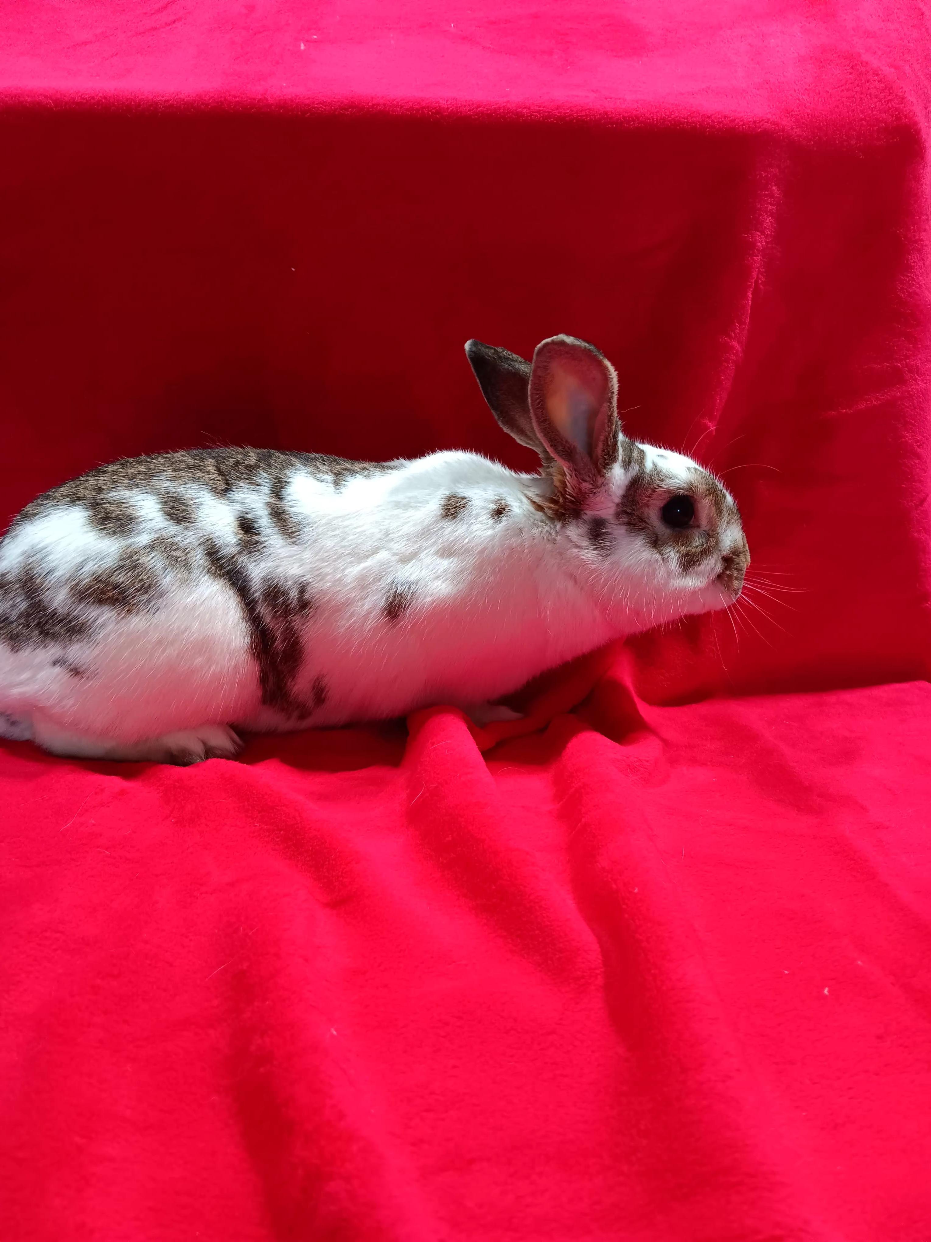 Enlarge Scooter, a Adoptable mixed breed in Erie, PA image 2/6