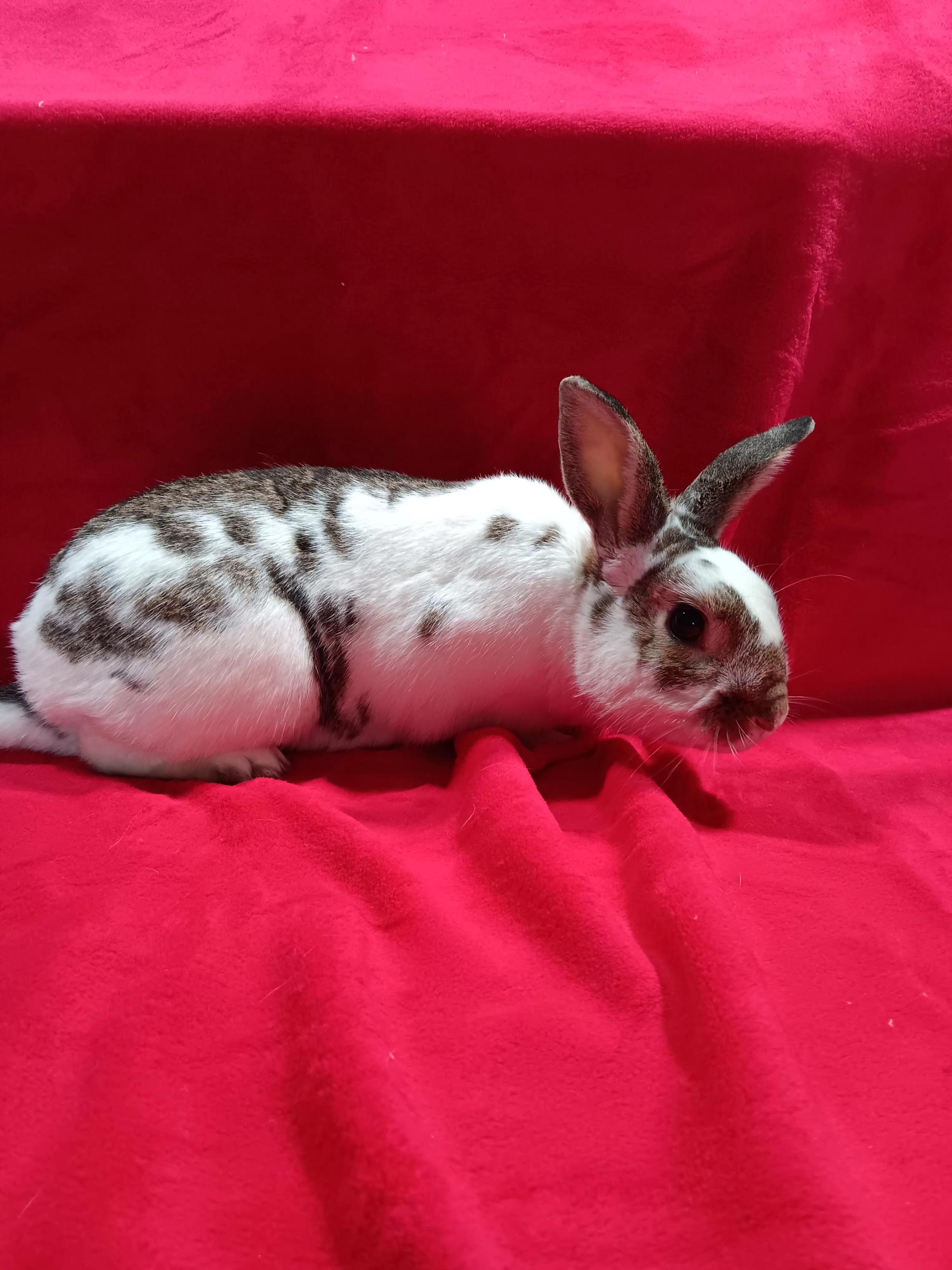 Enlarge Scooter, a Adoptable mixed breed in Erie, PA image 3/6