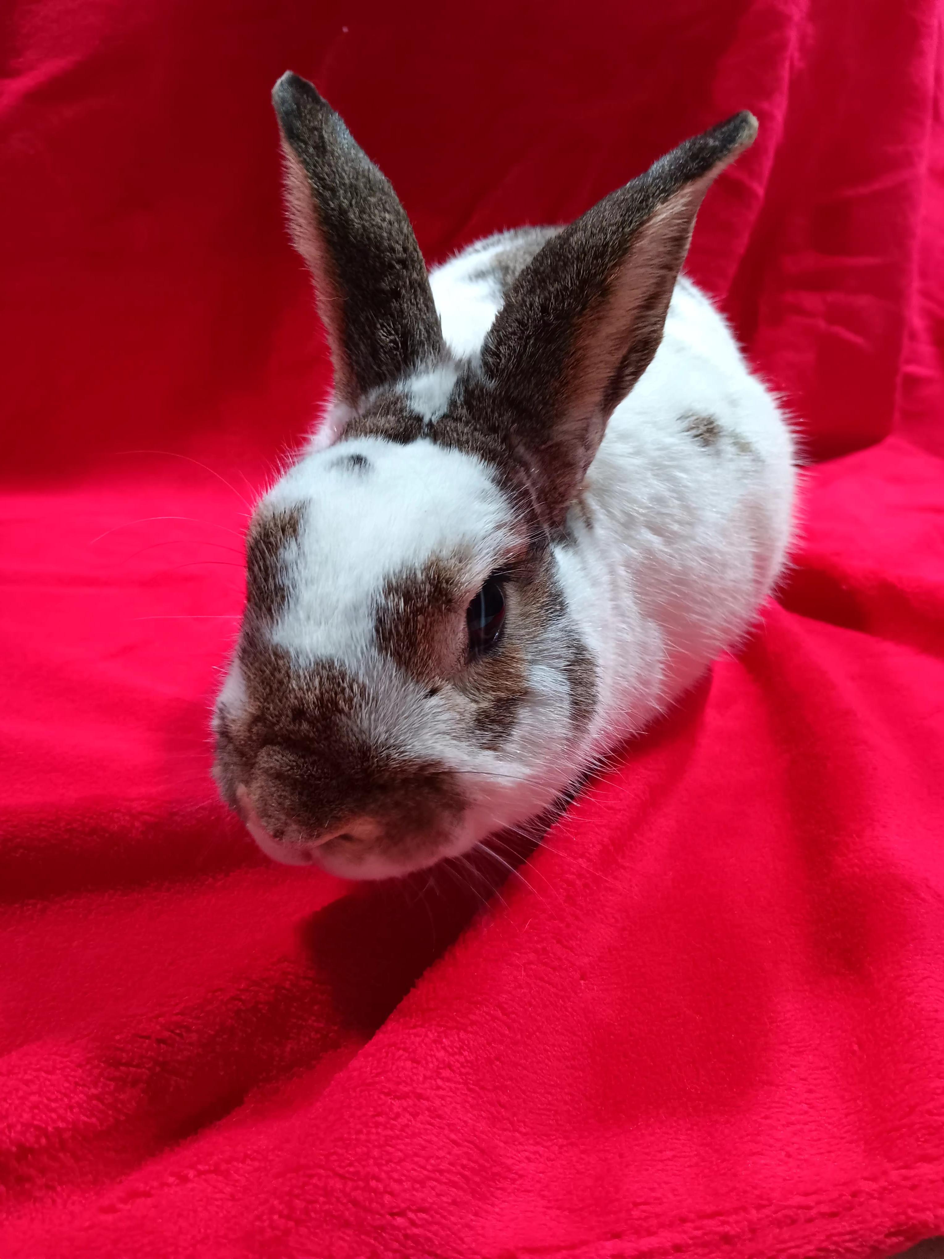 Enlarge Scooter, a Adoptable mixed breed in Erie, PA image 1/6