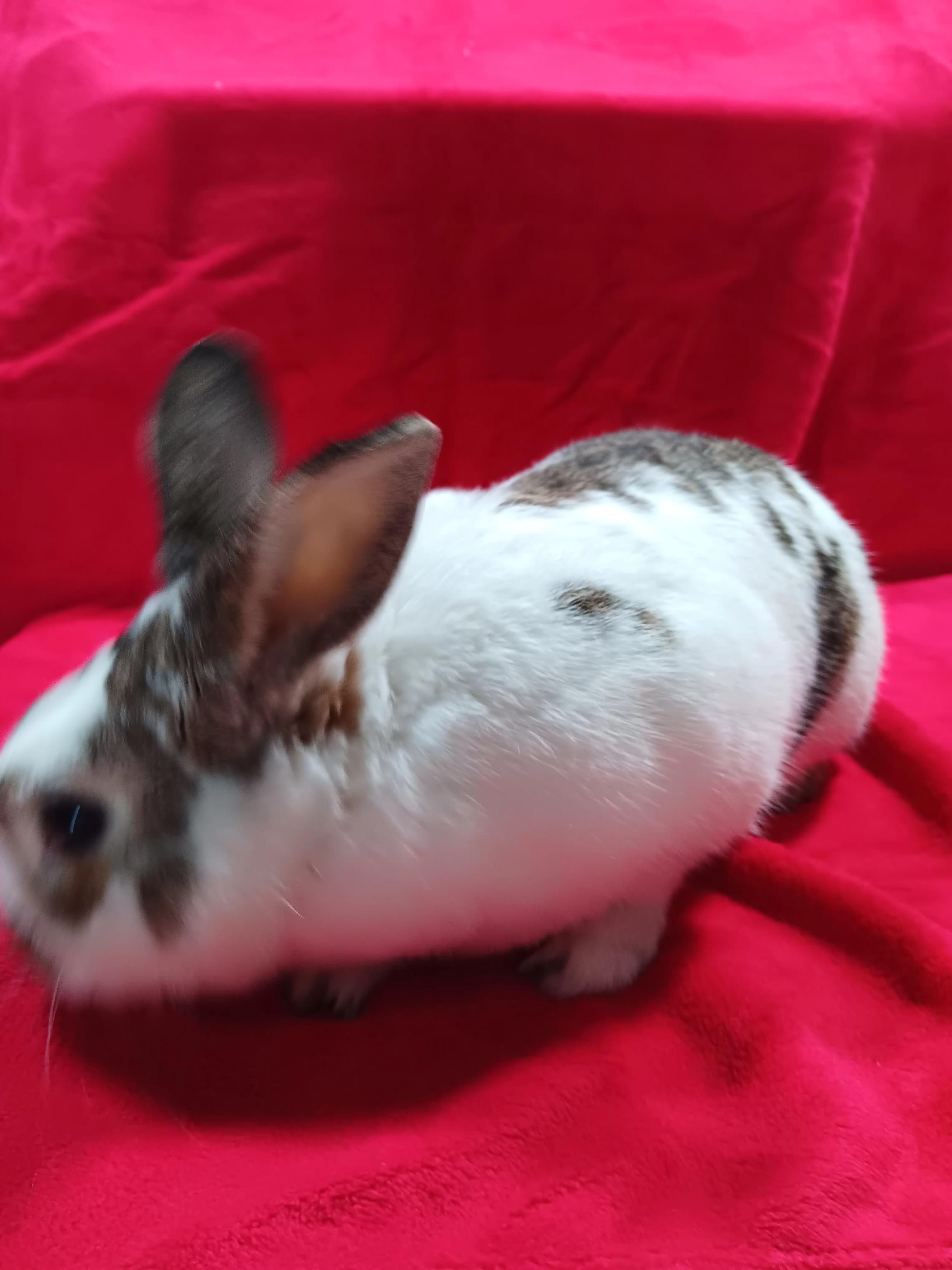 Enlarge Scooter, a Adoptable mixed breed in Erie, PA image 4/6