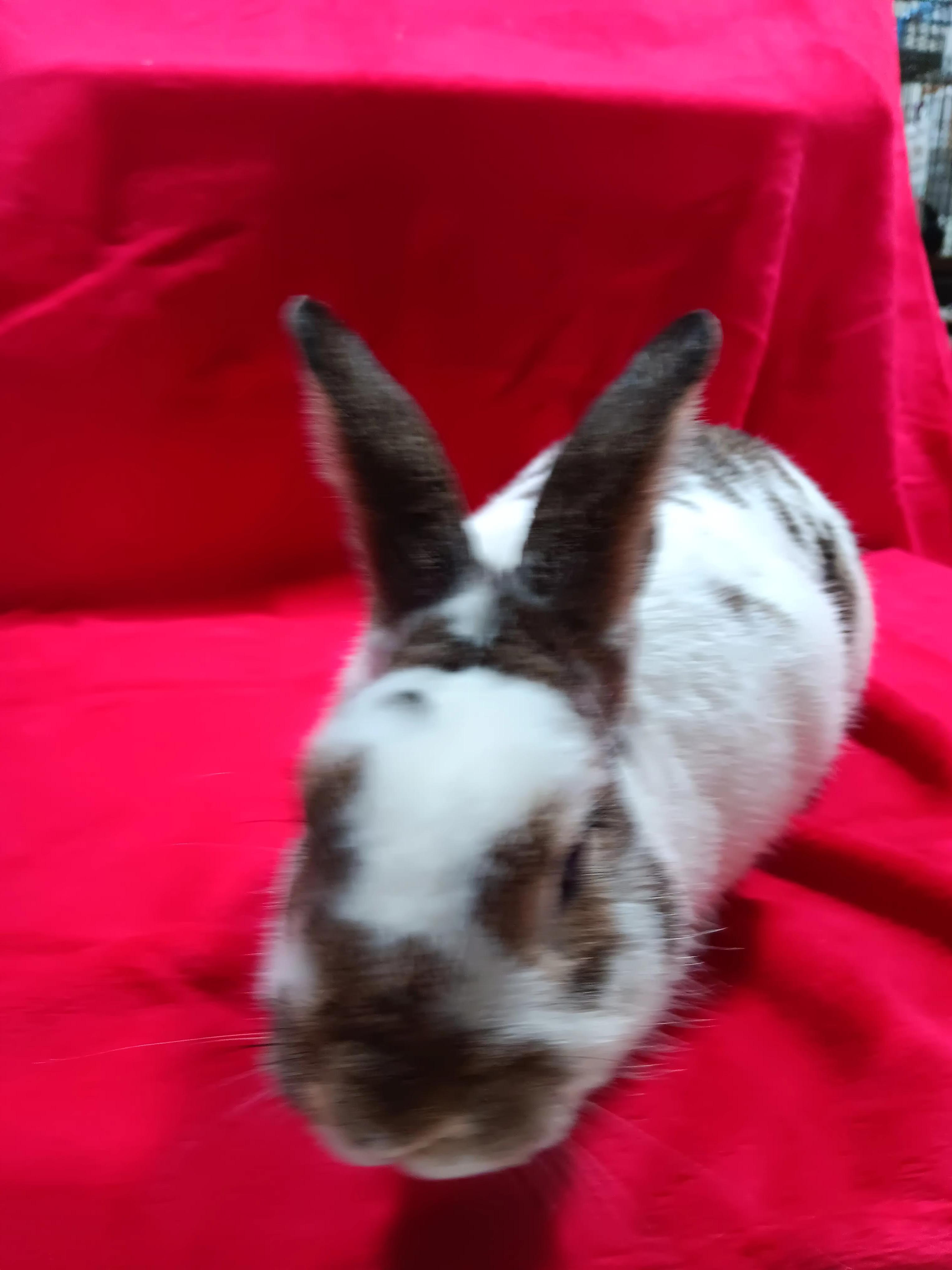 Enlarge Scooter, a Adoptable mixed breed in Erie, PA image 5/6