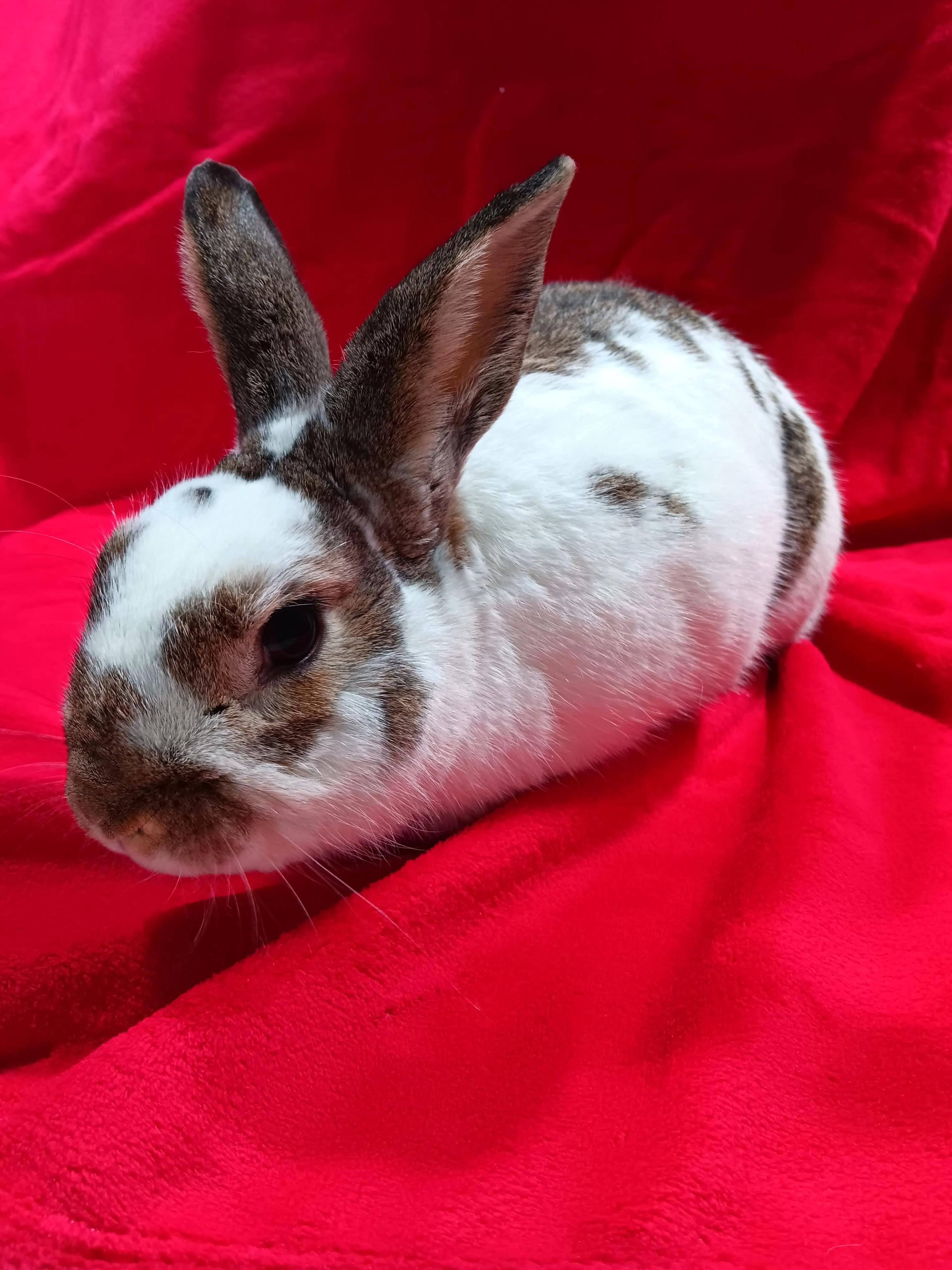 Enlarge Scooter, a Adoptable mixed breed in Erie, PA image 6/6