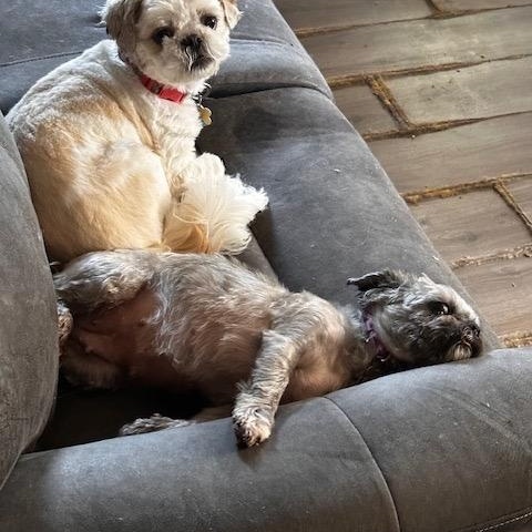 Enlarge Chloe & Ollie, a Adopted Shih Tzu in Colmar, PA image 3/6