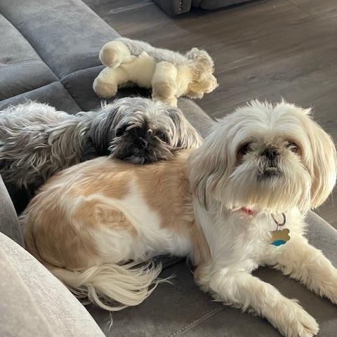 Enlarge Chloe & Ollie, a Adopted Shih Tzu in Colmar, PA image 4/6