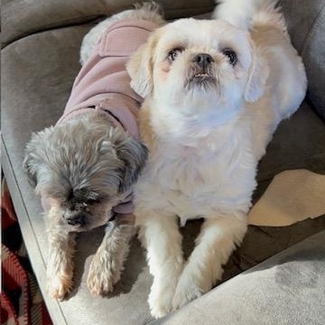 Enlarge Chloe & Ollie, a Adopted Shih Tzu in Colmar, PA image 5/6