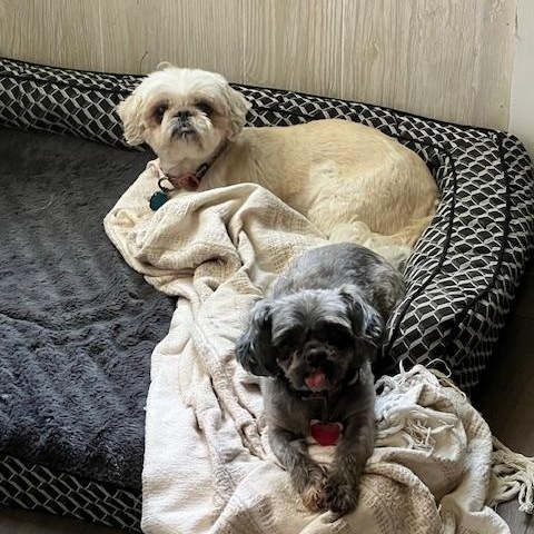 Enlarge Chloe & Ollie, a Adopted Shih Tzu in Colmar, PA image 6/6