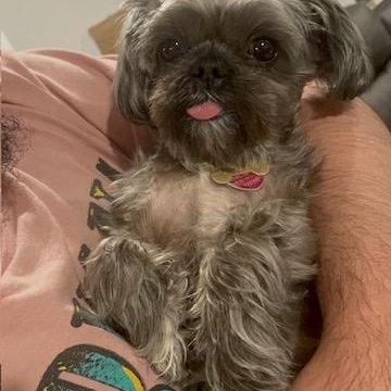 Enlarge Chloe & Ollie, a Adopted Shih Tzu in Colmar, PA image 2/6