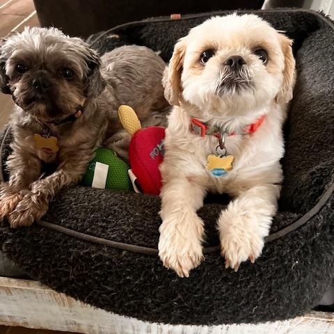 Chloe & Ollie, Adopted, Adult Female Shih Tzu.