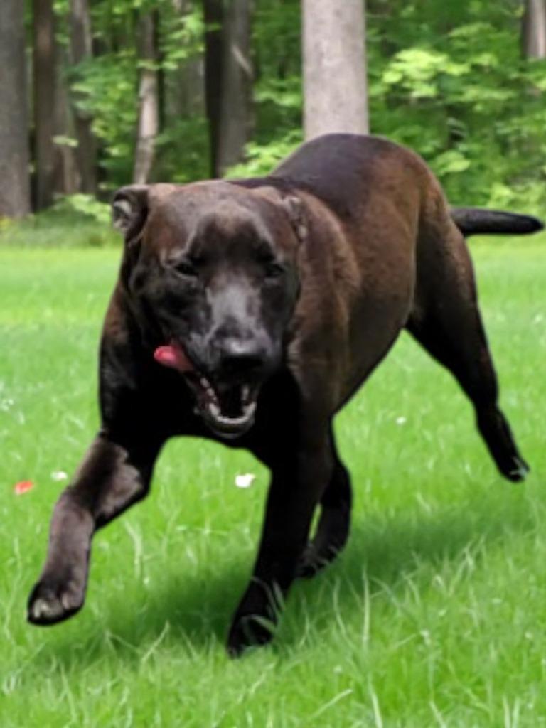 SADIE - Shadow, a Adoptable mixed breed in Spring, TX image 2/5