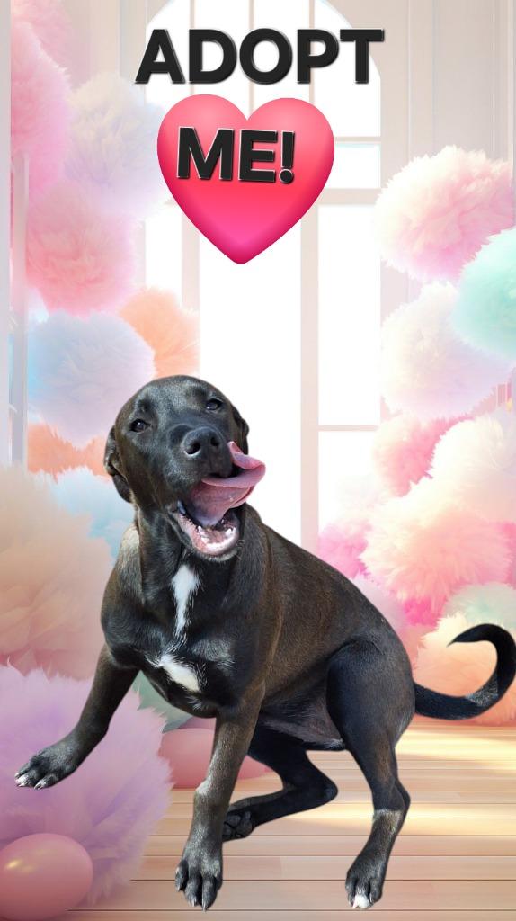 SADIE - Shadow, a Adoptable mixed breed in Spring, TX image 4/5