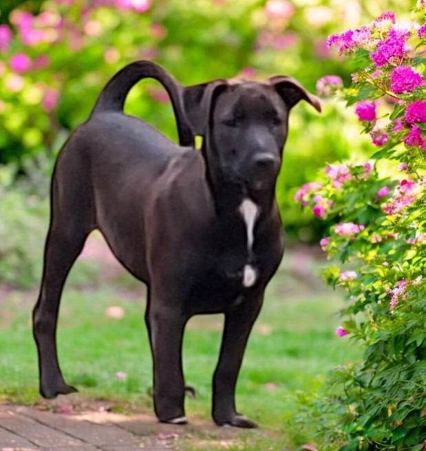SADIE - Shadow, a Adoptable mixed breed in Spring, TX image 5/5